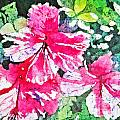 Hibiscus in the Sun