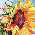 Tournesol