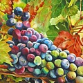 What's Your Grape