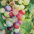 Going For Grapeness